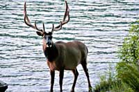 Bull Elk